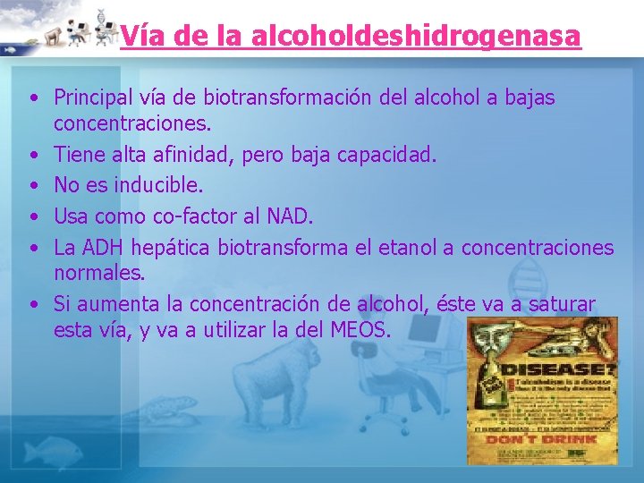 Vía de la alcoholdeshidrogenasa • Principal vía de biotransformación del alcohol a bajas concentraciones.