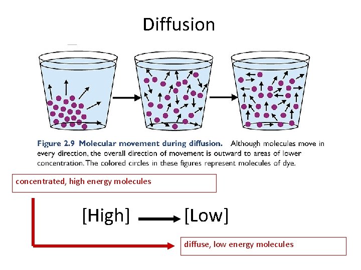 Diffusion concentrated, high energy molecules [High] [Low] diffuse, low energy molecules 