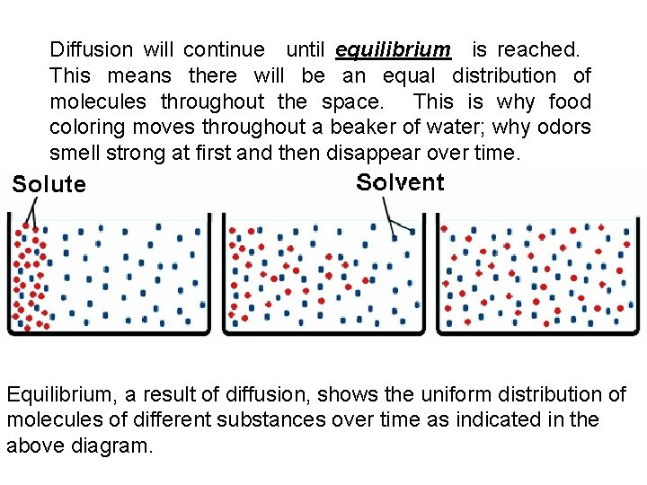 Diffusion will continue until equilibrium is reached. This means there will be an equal