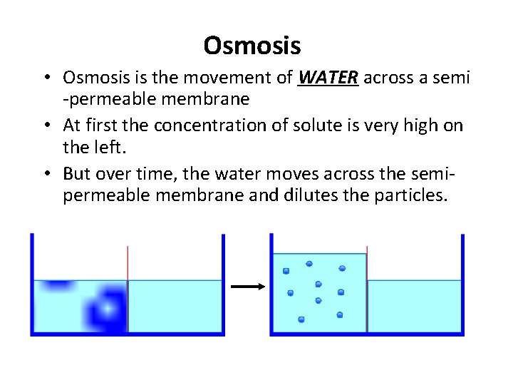 Osmosis • Osmosis is the movement of WATER across a semi -permeable membrane •