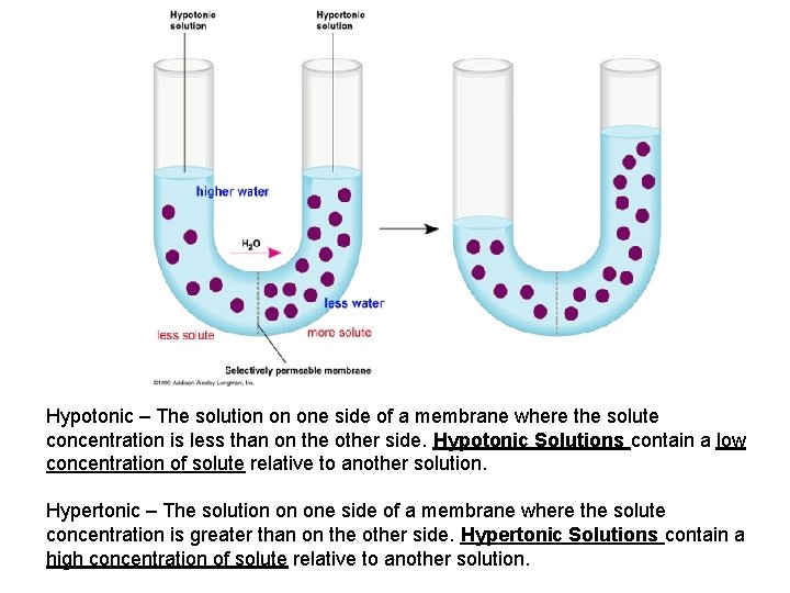 Hypotonic – The solution on one side of a membrane where the solute concentration