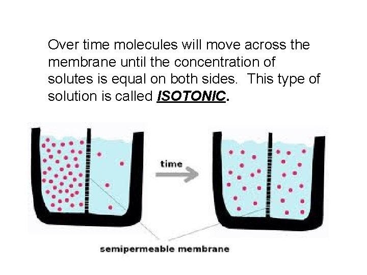 Over time molecules will move across the membrane until the concentration of solutes is