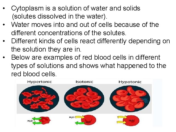  • Cytoplasm is a solution of water and solids (solutes dissolved in the