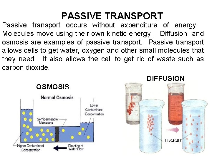 PASSIVE TRANSPORT Passive transport occurs without expenditure of energy. Molecules move using their own