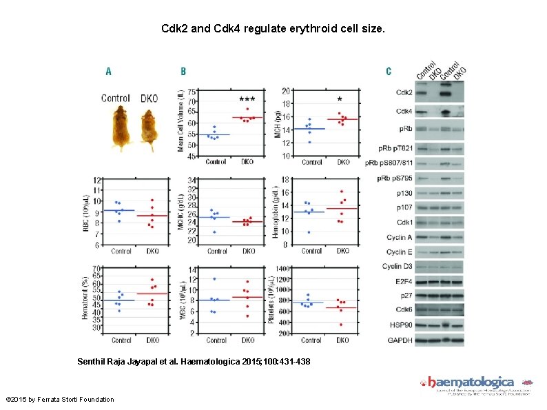 Cdk 2 and Cdk 4 regulate erythroid cell size. Senthil Raja Jayapal et al.
