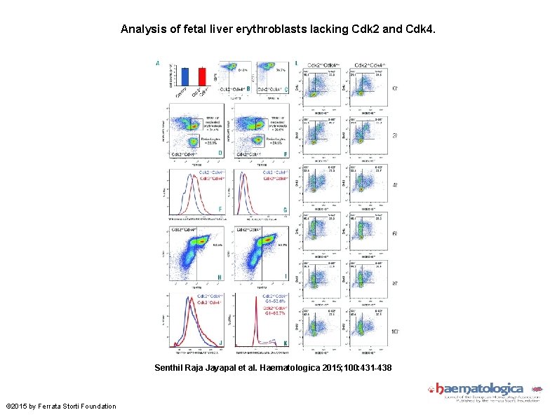 Analysis of fetal liver erythroblasts lacking Cdk 2 and Cdk 4. Senthil Raja Jayapal