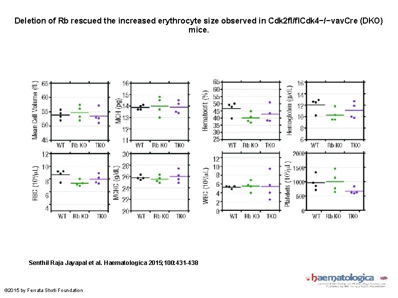 Deletion of Rb rescued the increased erythrocyte size observed in Cdk 2 fl/fl. Cdk