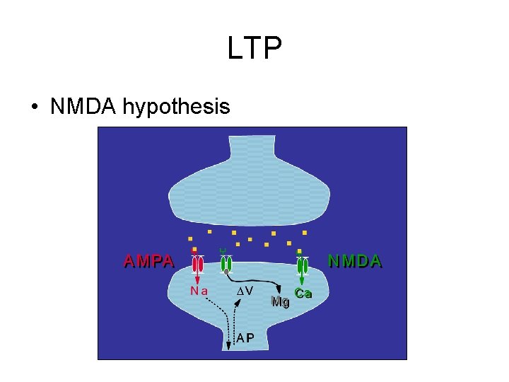 LTP • NMDA hypothesis 
