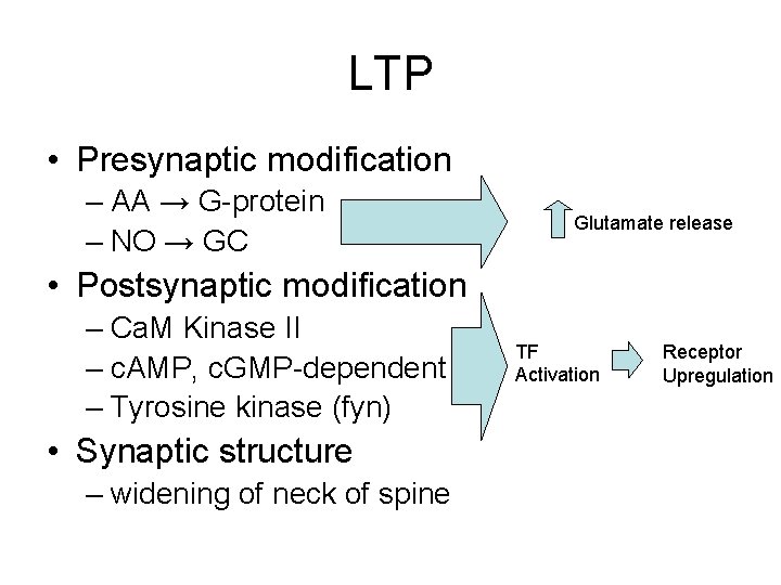 LTP • Presynaptic modification – AA → G-protein – NO → GC Glutamate release