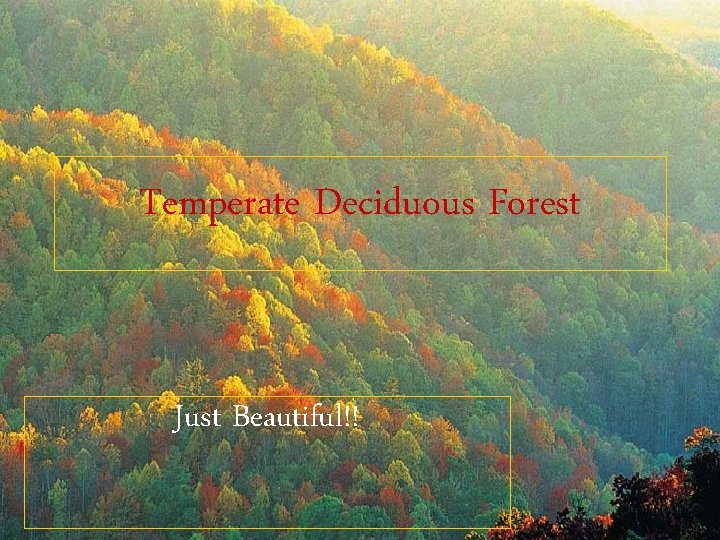 Temperate Deciduous Forest Just Beautiful!! 