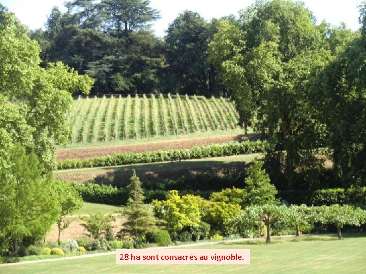 28 ha sont consacrés au vignoble. 
