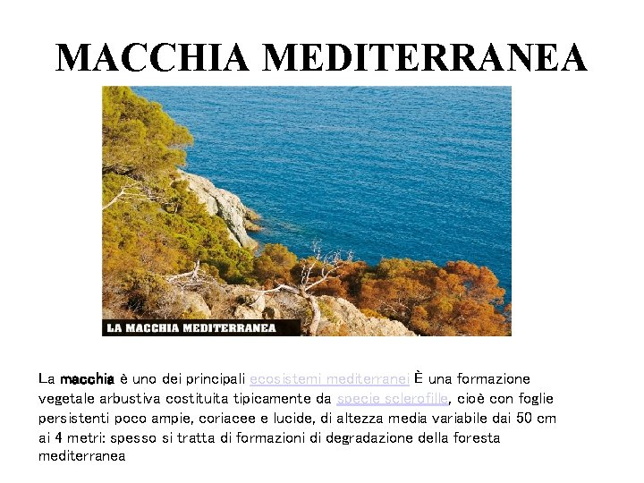 MACCHIA MEDITERRANEA La macchia è uno dei principali ecosistemi mediterranei È una formazione vegetale