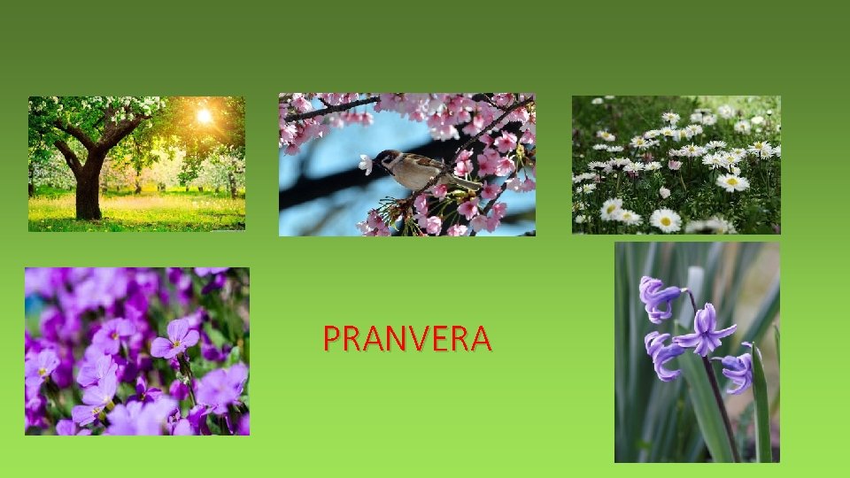 PRANVERA 