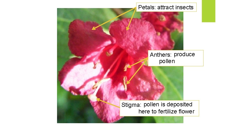 Petals: attract insects Anthers: produce pollen Stigma: pollen is deposited to fertilize here tohere