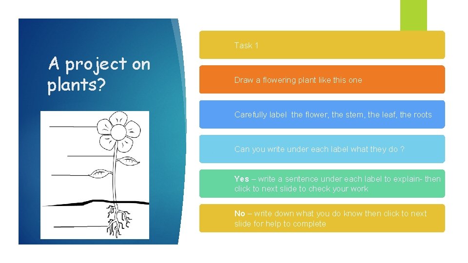 Task 1 A project on plants? Draw a flowering plant like this one Carefully