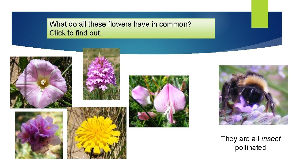What do all these flowers have in common? Click to find out… They are