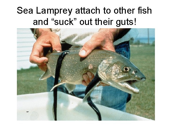 Sea Lamprey attach to other fish and “suck” out their guts! 