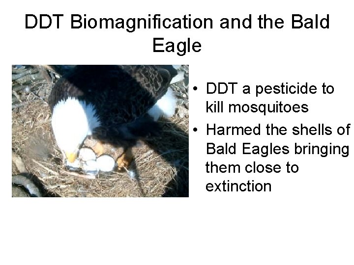 DDT Biomagnification and the Bald Eagle • DDT a pesticide to kill mosquitoes •