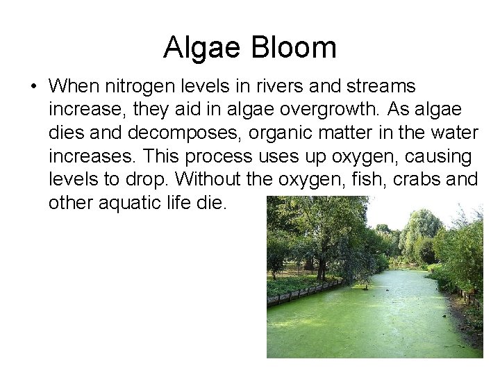 Algae Bloom • When nitrogen levels in rivers and streams increase, they aid in