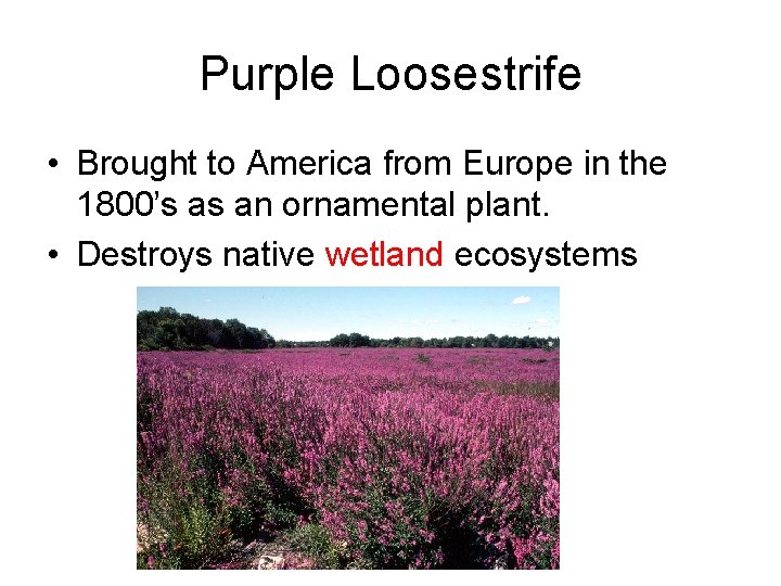 Purple Loosestrife • Brought to America from Europe in the 1800’s as an ornamental