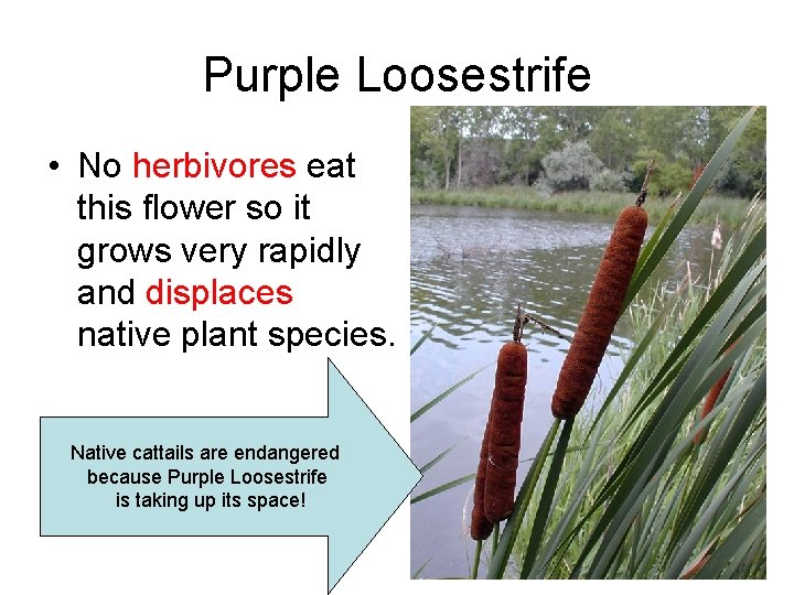 Purple Loosestrife • No herbivores eat this flower so it grows very rapidly and