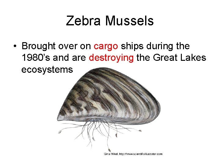 Zebra Mussels • Brought over on cargo ships during the 1980’s and are destroying