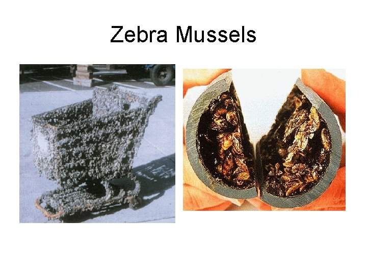 Zebra Mussels 