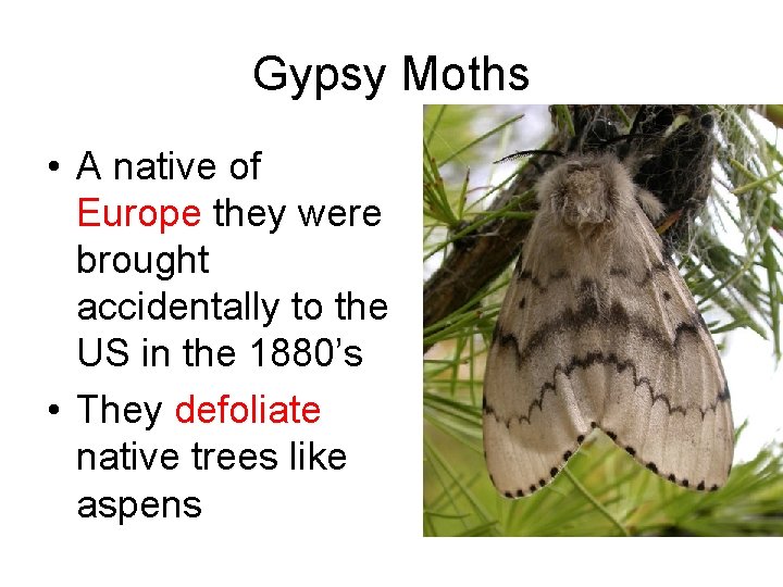 Gypsy Moths • A native of Europe they were brought accidentally to the US