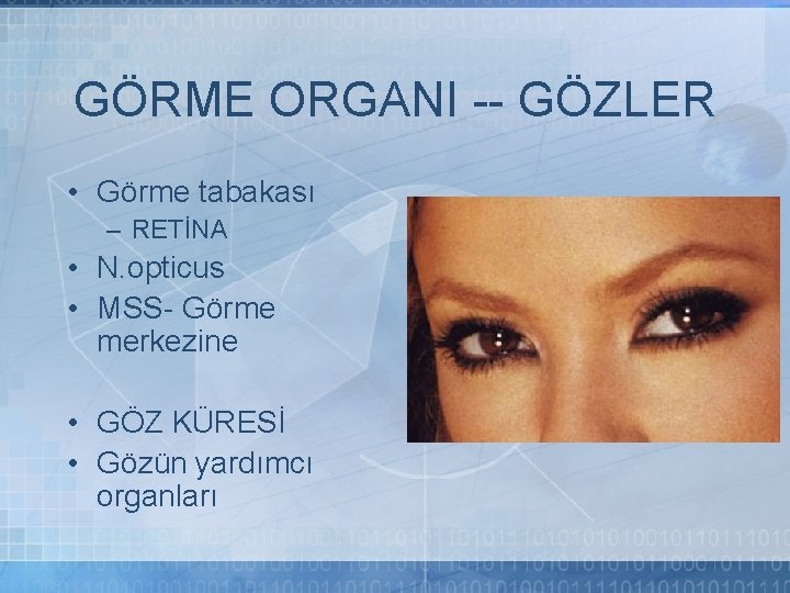 GÖRME ORGANI -- GÖZLER • Görme tabakası – RETİNA • N. opticus • MSS-