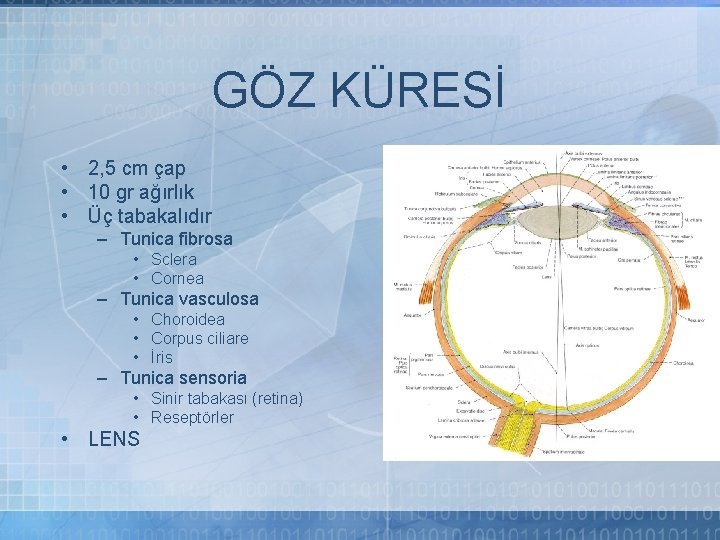 GÖZ KÜRESİ • 2, 5 cm çap • 10 gr ağırlık • Üç tabakalıdır