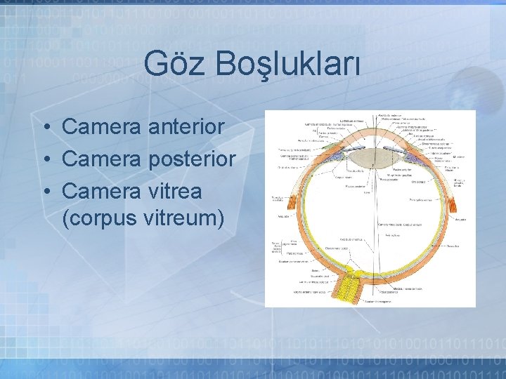 Göz Boşlukları • Camera anterior • Camera posterior • Camera vitrea (corpus vitreum) 