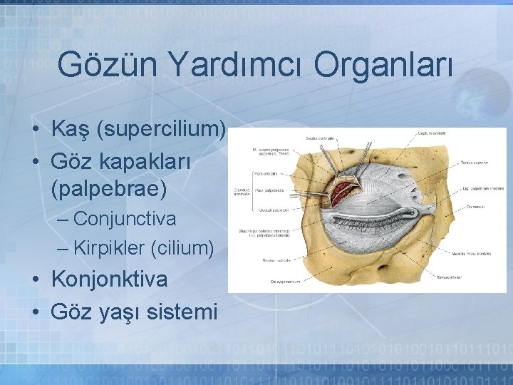 Gözün Yardımcı Organları • Kaş (supercilium) • Göz kapakları (palpebrae) – Conjunctiva – Kirpikler