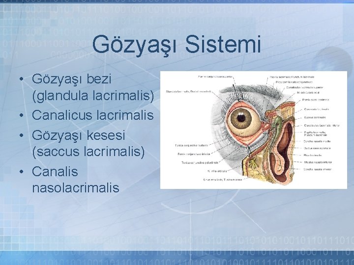 Gözyaşı Sistemi • Gözyaşı bezi (glandula lacrimalis) • Canalicus lacrimalis • Gözyaşı kesesi (saccus