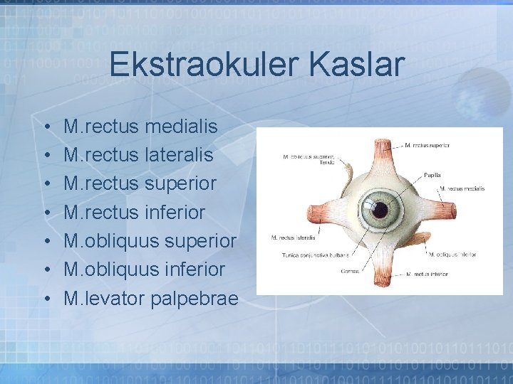 Ekstraokuler Kaslar • • M. rectus medialis M. rectus lateralis M. rectus superior M.