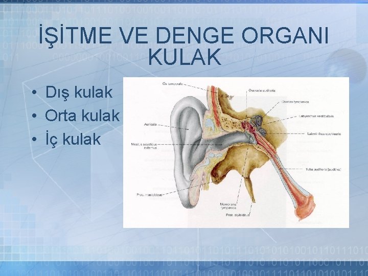 İŞİTME VE DENGE ORGANI KULAK • Dış kulak • Orta kulak • İç kulak