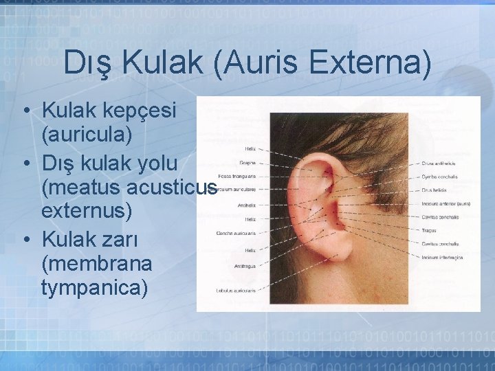 Dış Kulak (Auris Externa) • Kulak kepçesi (auricula) • Dış kulak yolu (meatus acusticus