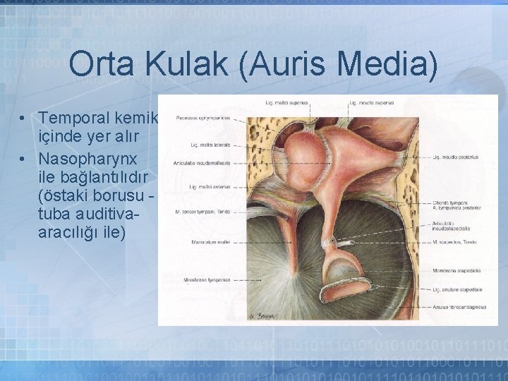 Orta Kulak (Auris Media) • Temporal kemik içinde yer alır • Nasopharynx ile bağlantılıdır