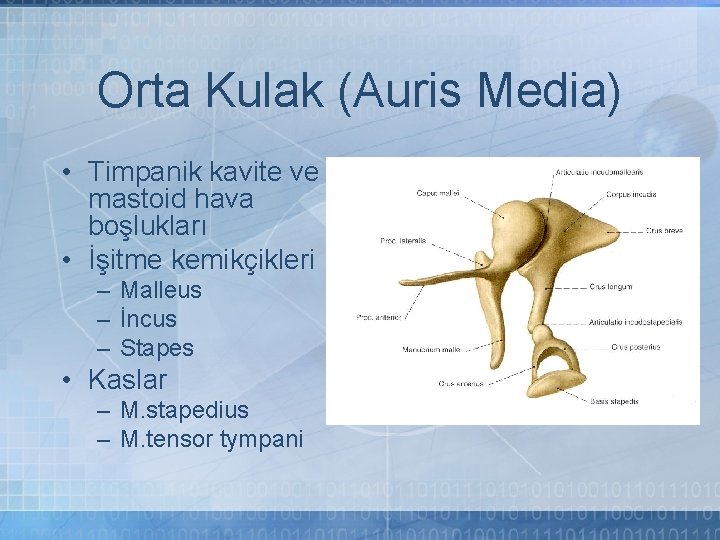 Orta Kulak (Auris Media) • Timpanik kavite ve mastoid hava boşlukları • İşitme kemikçikleri