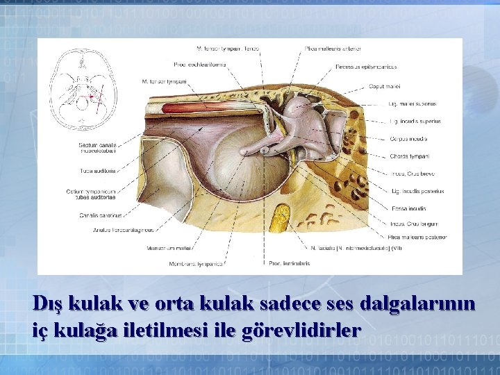 Dış kulak ve orta kulak sadece ses dalgalarının iç kulağa iletilmesi ile görevlidirler 