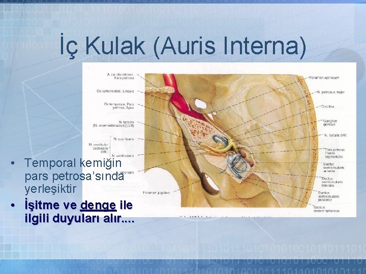 İç Kulak (Auris Interna) • Temporal kemiğin pars petrosa’sında yerleşiktir • İşitme ve denge