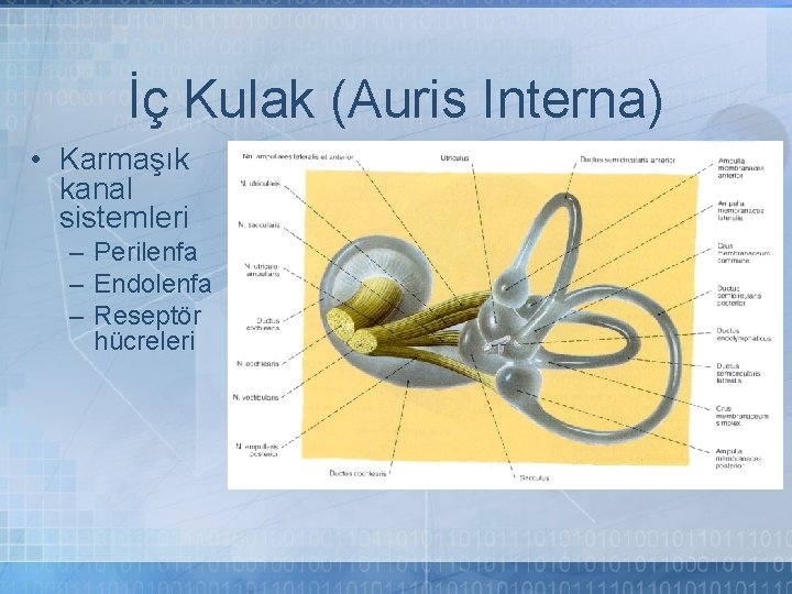 İç Kulak (Auris Interna) • Karmaşık kanal sistemleri – Perilenfa – Endolenfa – Reseptör