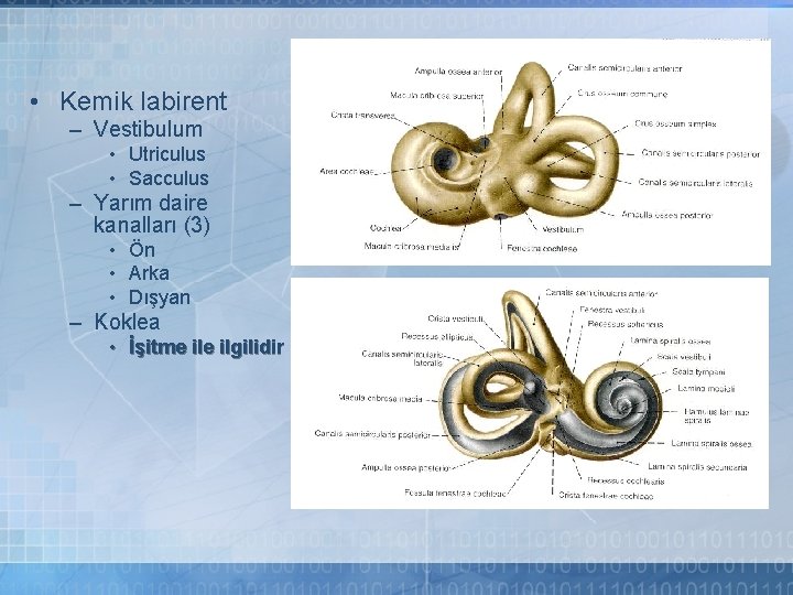  • Kemik labirent – Vestibulum • Utriculus • Sacculus – Yarım daire kanalları