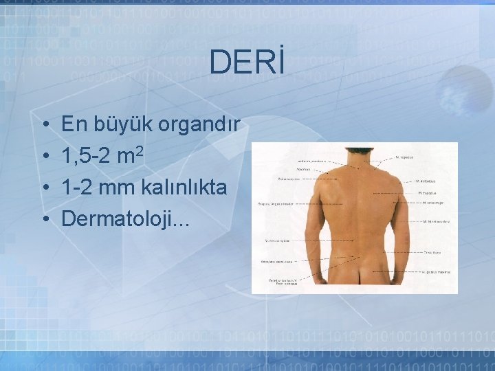 DERİ • • En büyük organdır 1, 5 -2 m 2 1 -2 mm