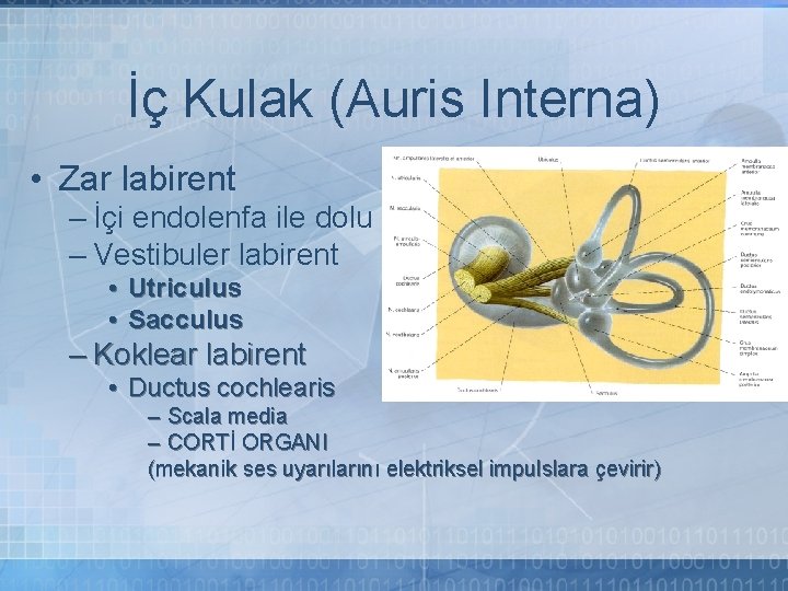 İç Kulak (Auris Interna) • Zar labirent – İçi endolenfa ile dolu – Vestibuler