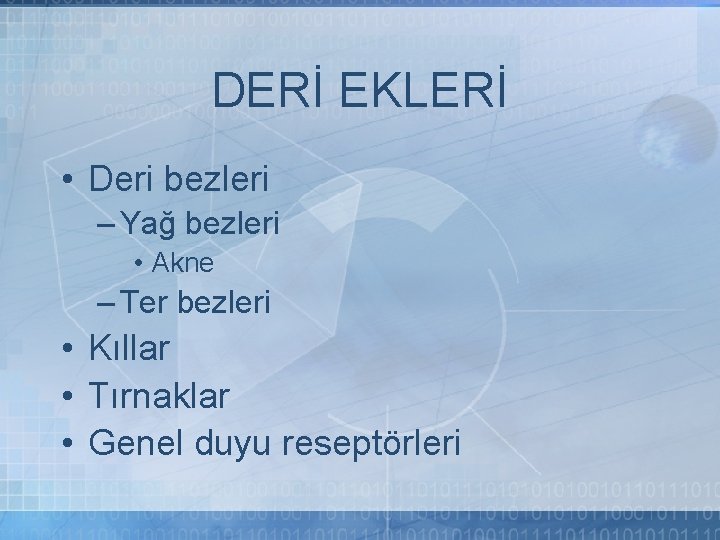 DERİ EKLERİ • Deri bezleri – Yağ bezleri • Akne – Ter bezleri •