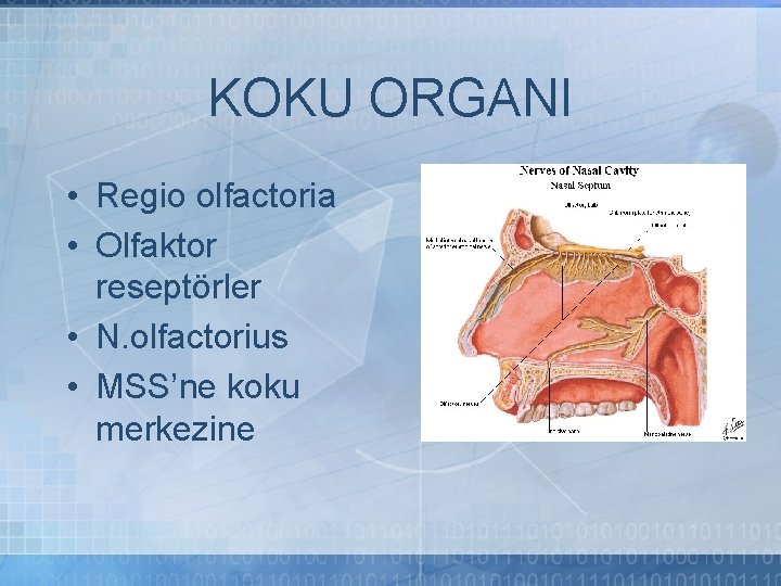 KOKU ORGANI • Regio olfactoria • Olfaktor reseptörler • N. olfactorius • MSS’ne koku