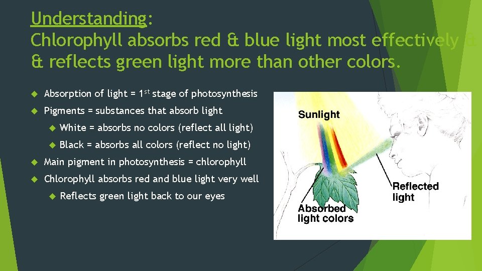 Understanding: Chlorophyll absorbs red & blue light most effectively & & reflects green light