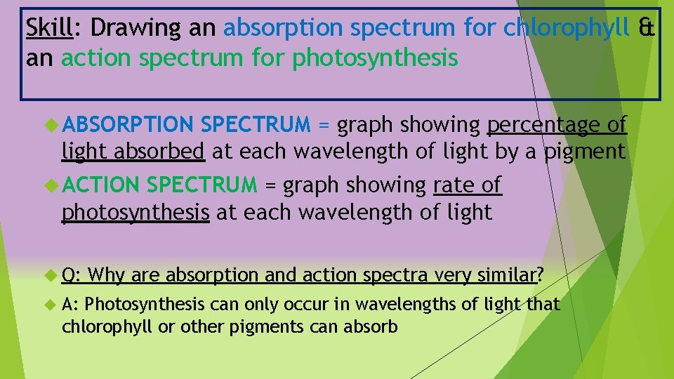 Skill: Drawing an absorption spectrum for chlorophyll & an action spectrum for photosynthesis ABSORPTION