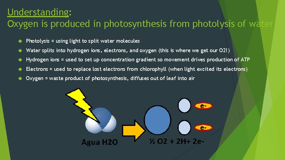 Understanding: Oxygen is produced in photosynthesis from photolysis of water. Photolysis = using light
