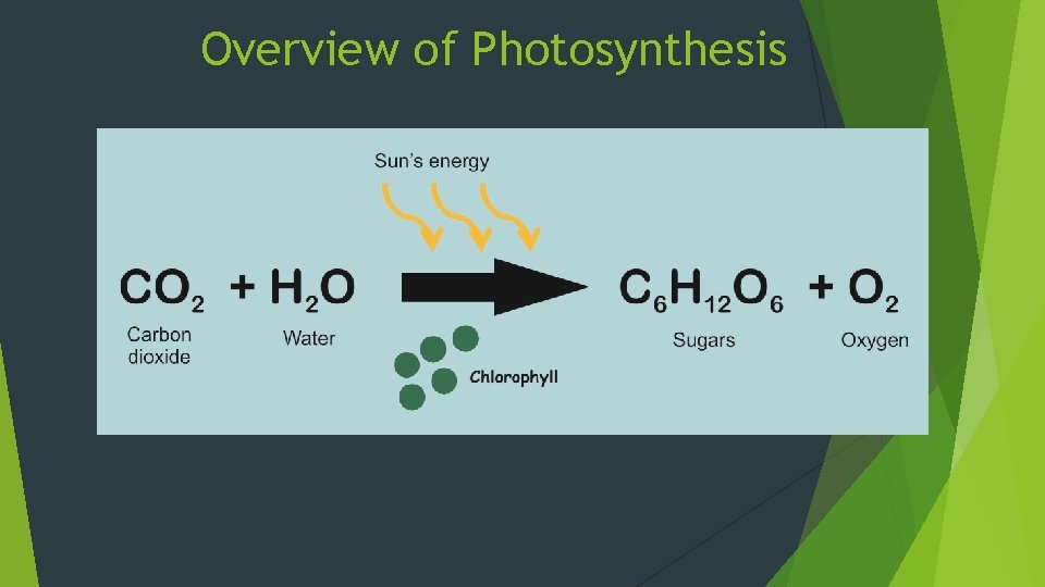 Overview of Photosynthesis 